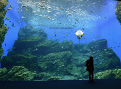 うみの杜水族館